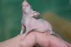 hairless mouse