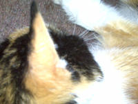 Patches curled up on the couch this past Sunday, September 14th: Credit: Rolly