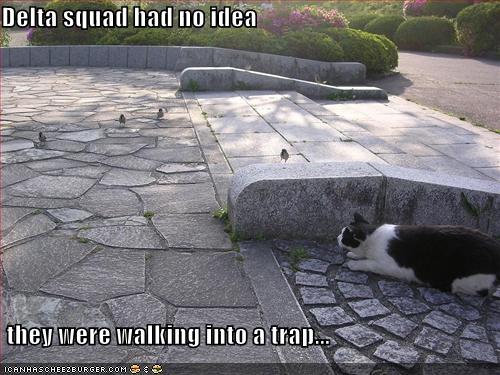 funny-pictures-bird-squadron-trapped-by-cat.jpg