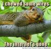 wire chewing squirrel